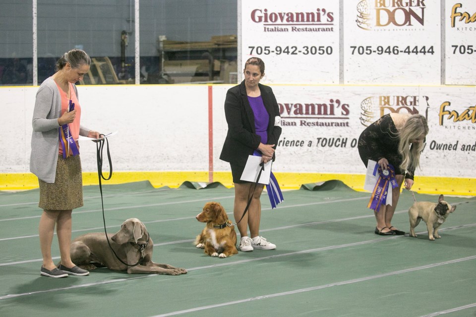 20230709dogshowka08
