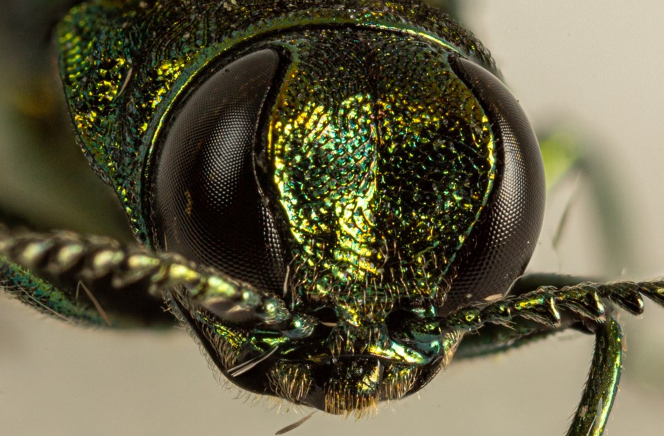 Emerald Ash Borer Beetle-front