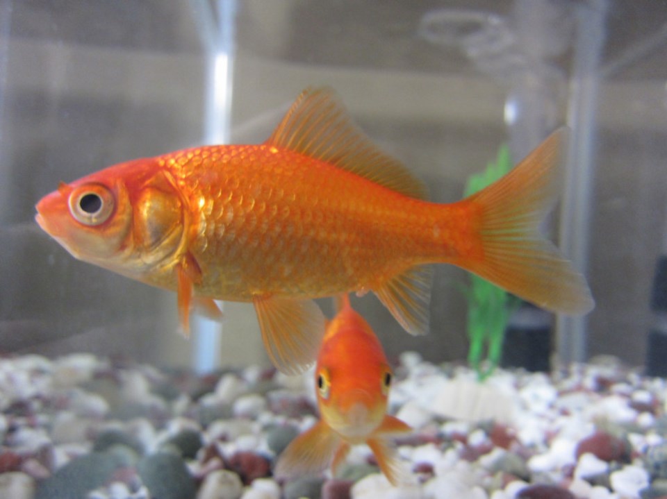 20180827-Goldfish Wikipedia