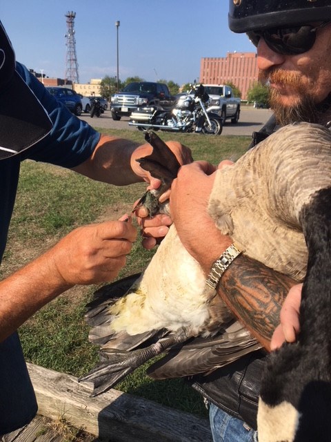 Jody Leonard (right) holds an injured Canada goose down at the Sault boardwalk while an unidentified man with a knife at left cuts away fishing line wrapped around its legs, Aug. 11, 2018. Photo supplied by Sandra Strain