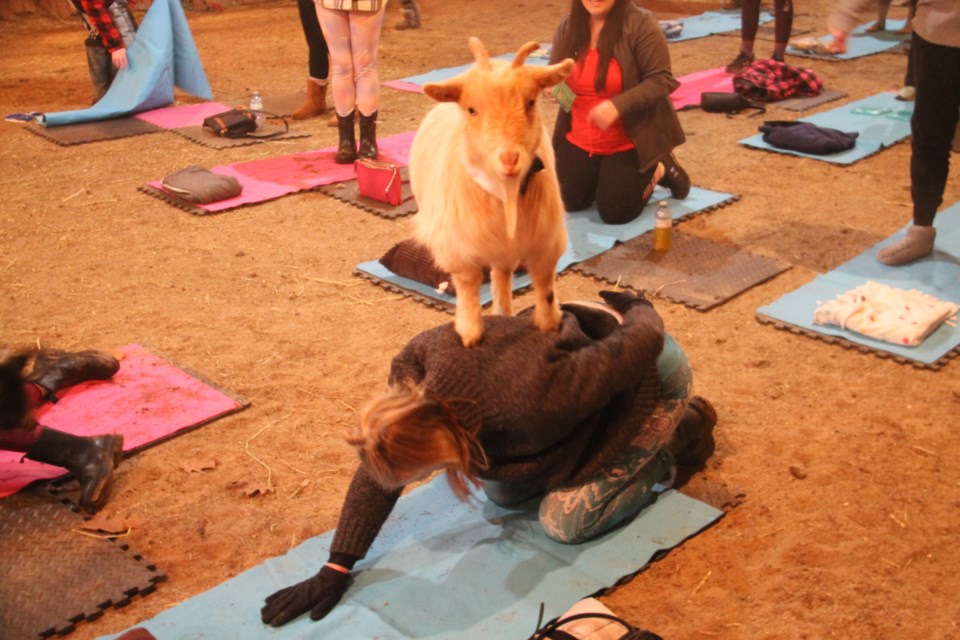 An introductory goat yoga session was held by yoga instructor Sarah Domingue and farm owner Andrea Moscicky in Echo Bay, March 11, 2023.