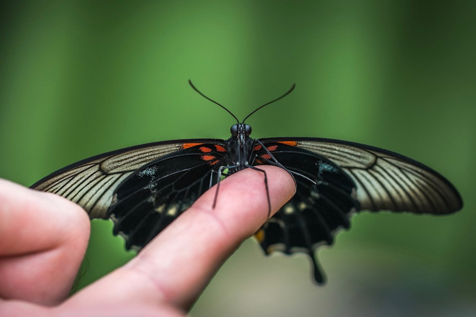 Butterfly on finger