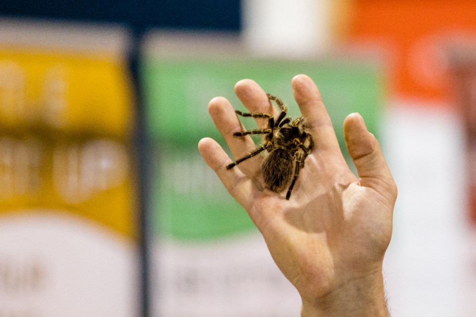 Little Ray's Reptile Zoo at the John Rhodes Arena on Saturday, June 3, 2017. Donna Hopper/SooToday