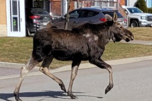 Conservation authority issues warning about elusive 'moose on the loose'