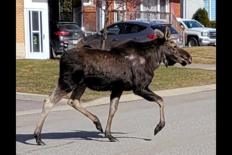 A moose was spotted crossing White Oak Drive on March 5, 2024.