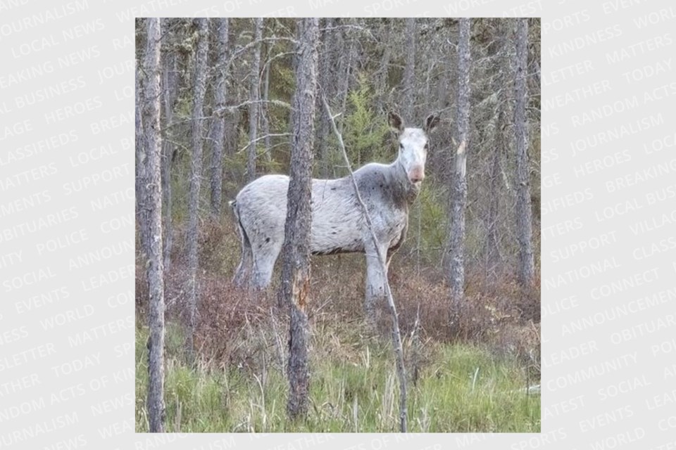 20240528whitemoose