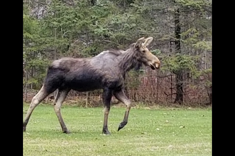 SooToday reader, Peter Luczinski, shared this photo of a moose in his yard on Friday