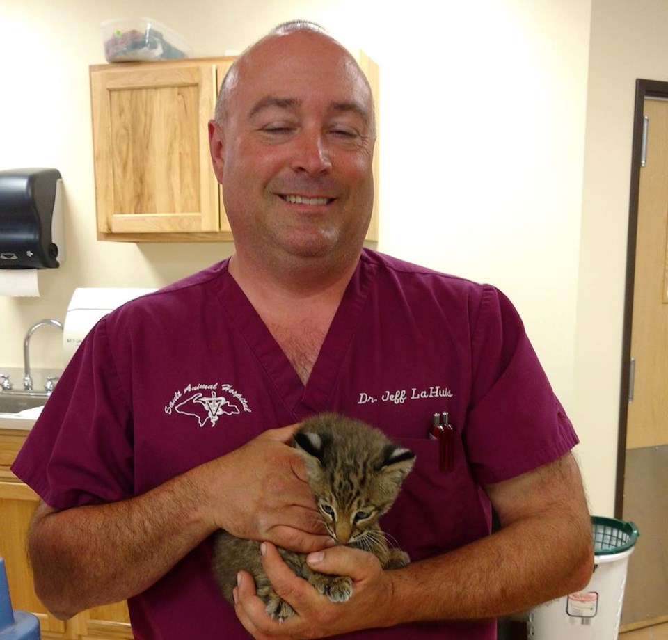 Sault Animal Hospital baby bobcat