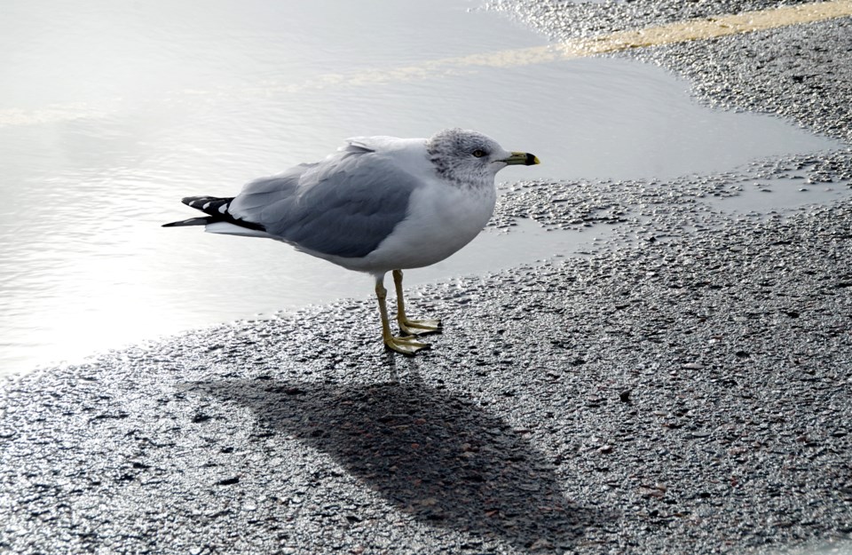 Seagull stockMP