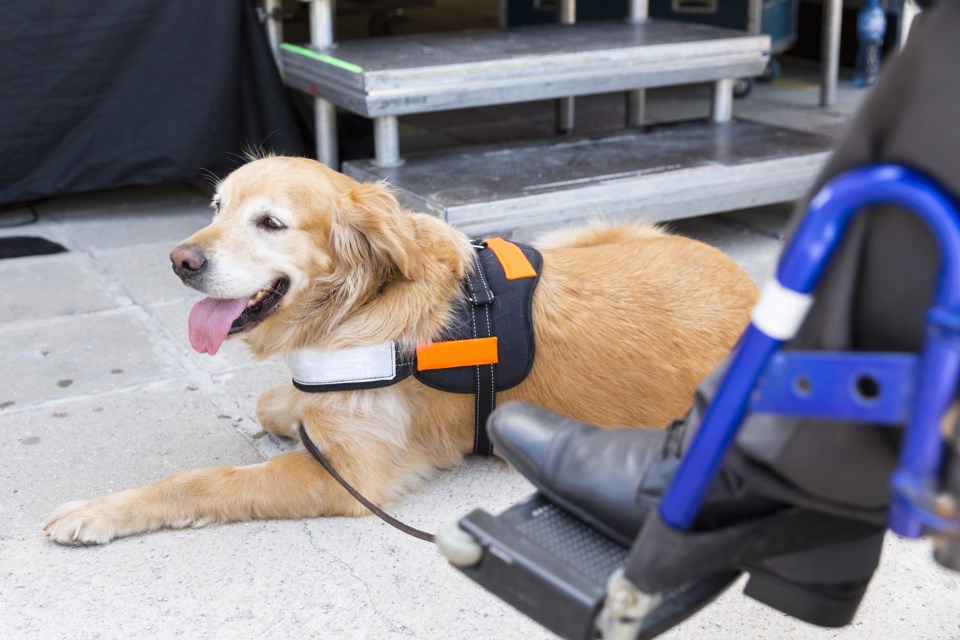 service animal AdobeStock_114547519