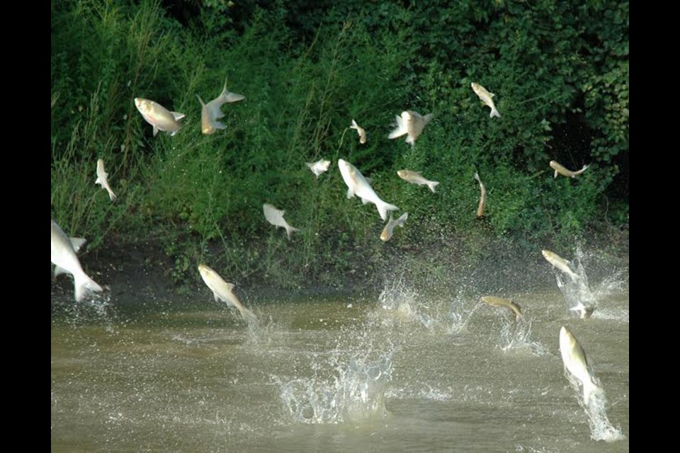 Silver Asian carp, an invasive species of fish which pose a threat to Ontario's waterways.  Photo by Ted Lawrence, supplied by Ontario Federation of Anglers and Hunters