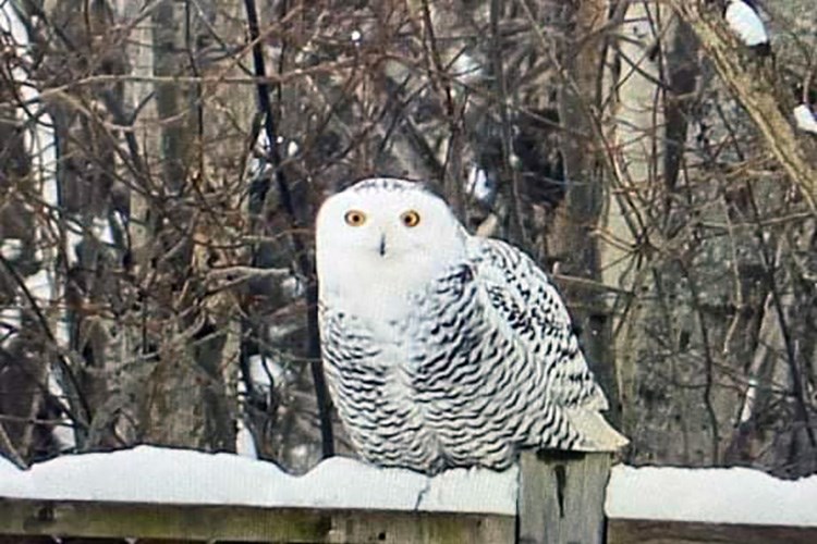 Snowy Owl Submitted