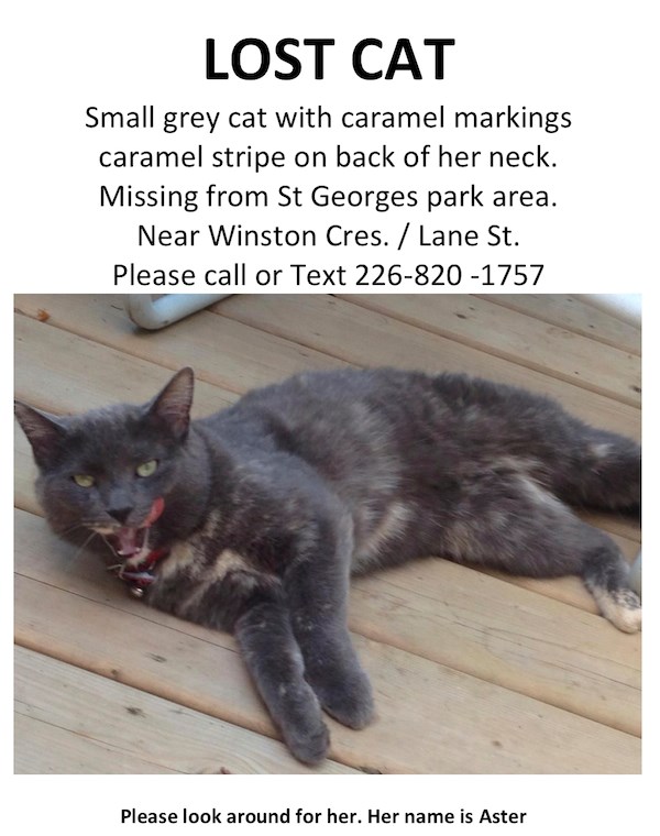 2018-08-27 lost cat poster