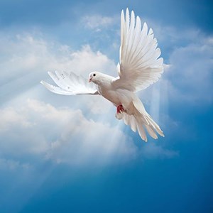20240529dove