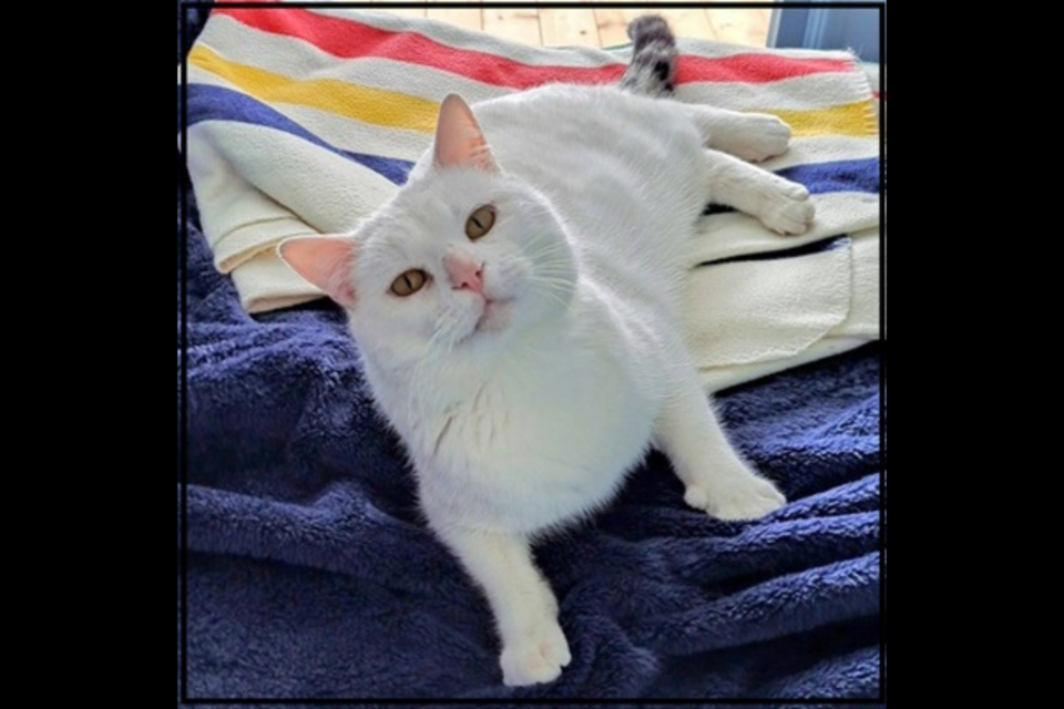 20250303-adopt-me-stormy