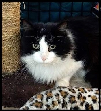 AdoptMe2018-12-04Sylvester