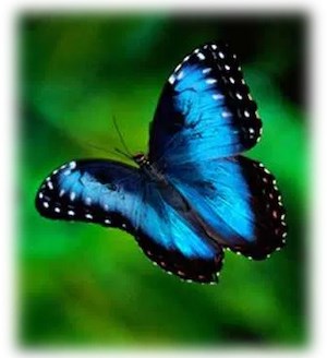 PAAT blue butterfly