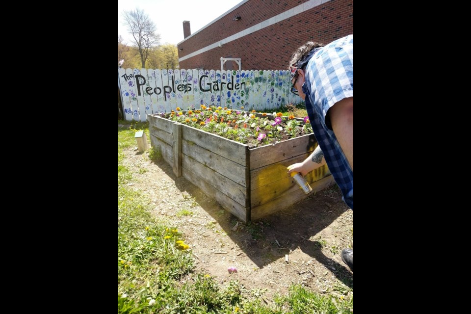 Students from the Environmental and Community Resilience class which is part of the Community Economic and Social Development program at Algoma University host a pollinators party to educate about the importance of bees. Student Jordan James is painting the planter box to 'bee' the official pollinators garden
