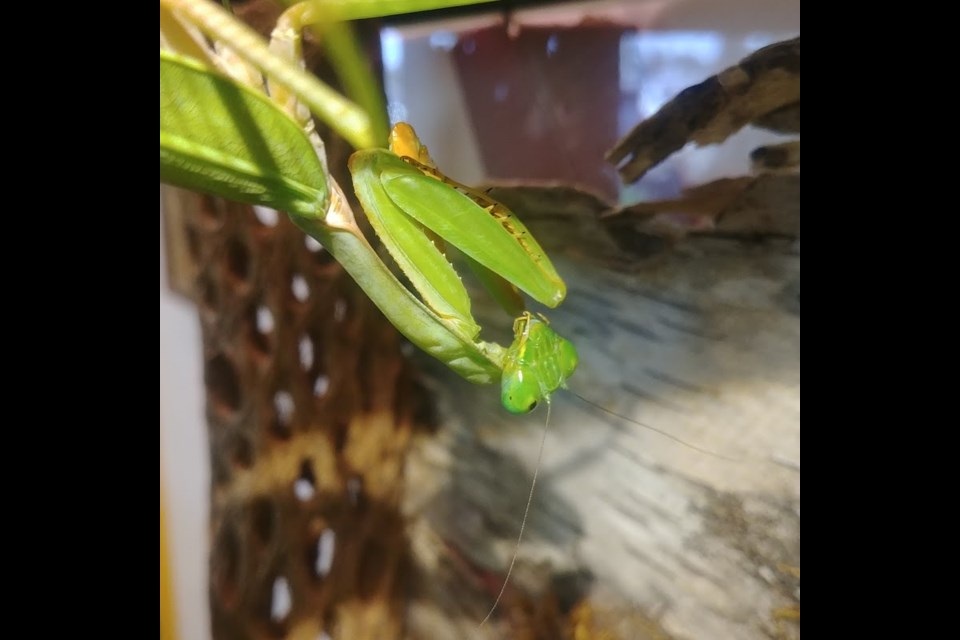 Entomica is Sault Ste Marie's premiere insectarium. They offer guided tours where visitors can interact with & learn about a myriad of insect and invertebrate species. Pictured is the Heirodula membranacea from Asia. Photo by Jacob Zaccaria /Bulletin