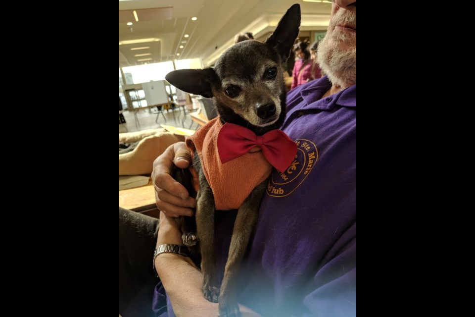 The Sault Ste. Marie Kennel Club hosts their Meet the Breed event at the Station Mall this Saturday greeting shoppers with adorable faces like this one of the handsome Chihuahua Dodge who is 11 and 1/2