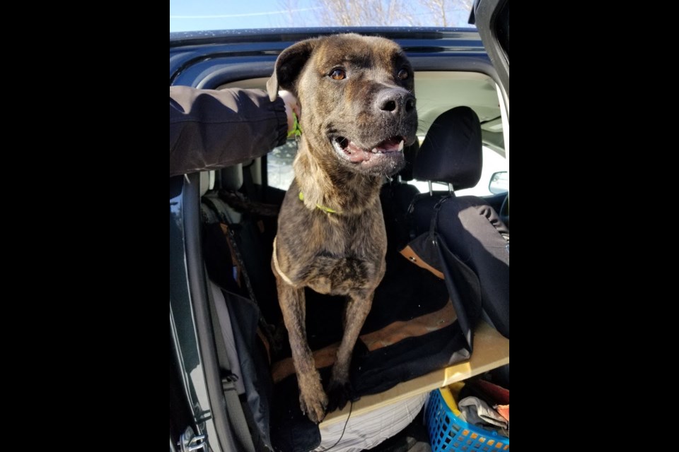 This is Ruby Doo from The Sault Ste. Marie Humane Society who needs to be relocated due to the Ontario ban on Pit bulls and Pit bull mixes. A partnership with The Chippewa County Animal Shelter in Sault Ste. Marie MI gives her a chance to find a forever home. Photo by Sault Ste. Marie Humane Society/Bulletin