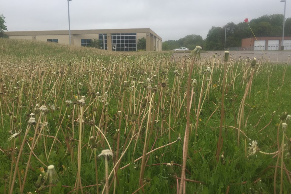 The dominant business activity these days around the Sutherland Global Services site at 71 Old Garden River Rd. appears to be growing dandelions. David Helwig/SooToday