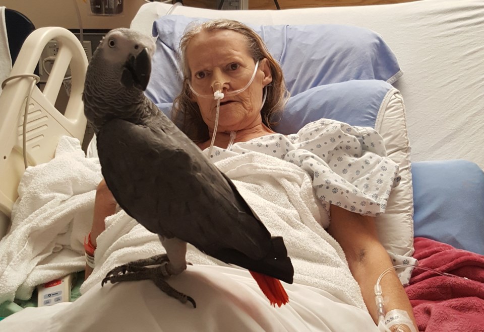 20171018-Donna Toll reunited with Jake the Parrot photo supplied