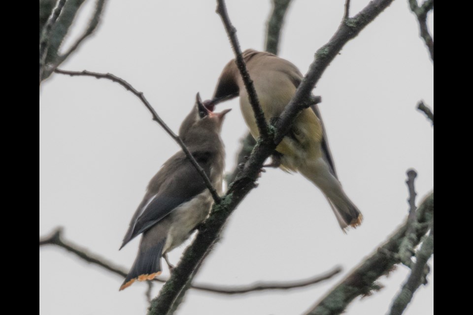 Cedar Waxwings. Birding Big Day September 7, 2019. Violet Aubertin for SooToday