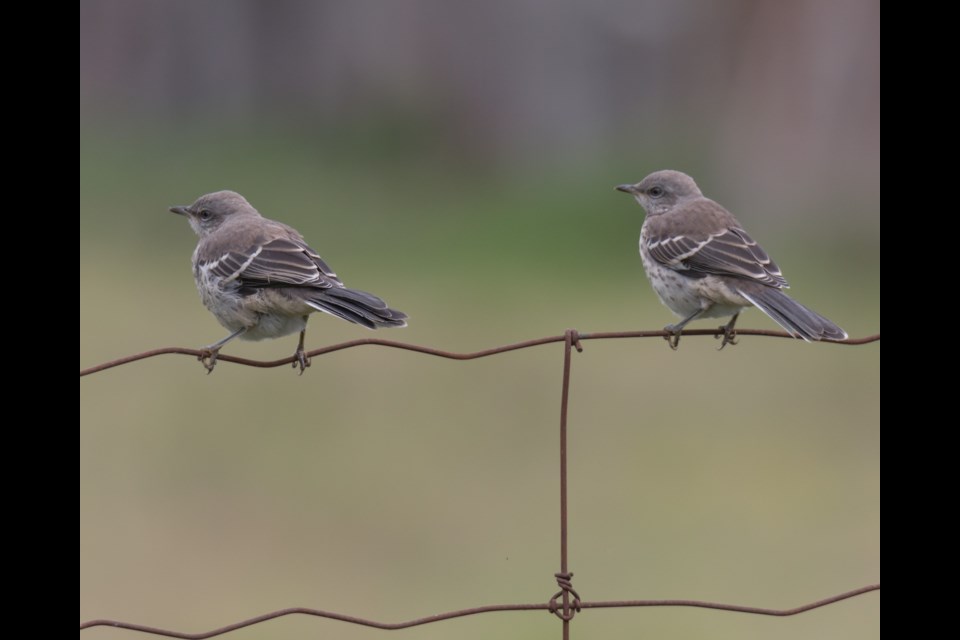 Northern Mockingbird hatchlings. Violet Aubertin for SooToday