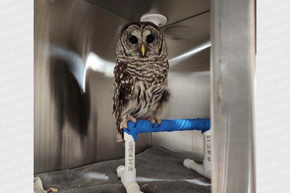 What began as a routine training flight for two Sault College aviation students turned into an unexpected wildlife rescue mission when they were asked to transport an orphaned barred owl across Ontario