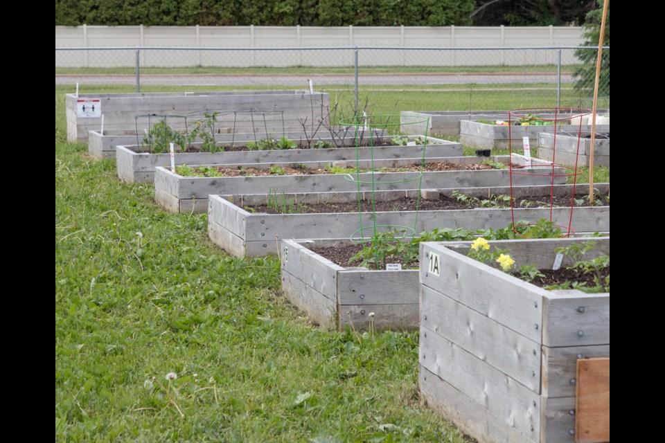 Common Ground Emmanuel Community Garden. Violet Aubertin for SooToday