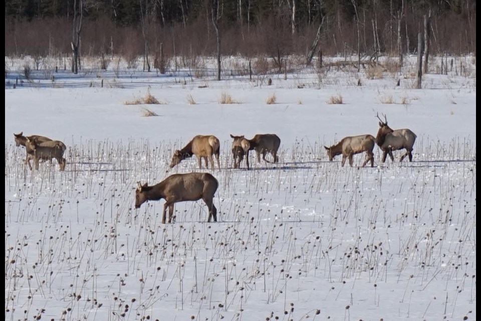 Herd seen near St. Joseph Island turnoff on Highway 17 east of the Sault.