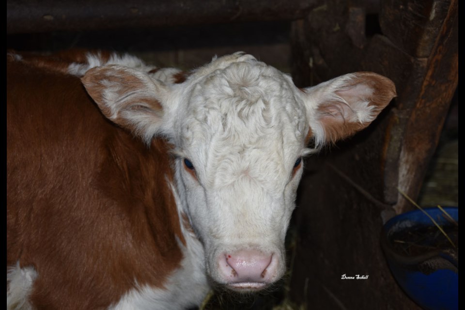 Named after Blue Jays player, Lourdes Guriell. Lourdes was born late April on the Coulter farm, St. Joseph Township.