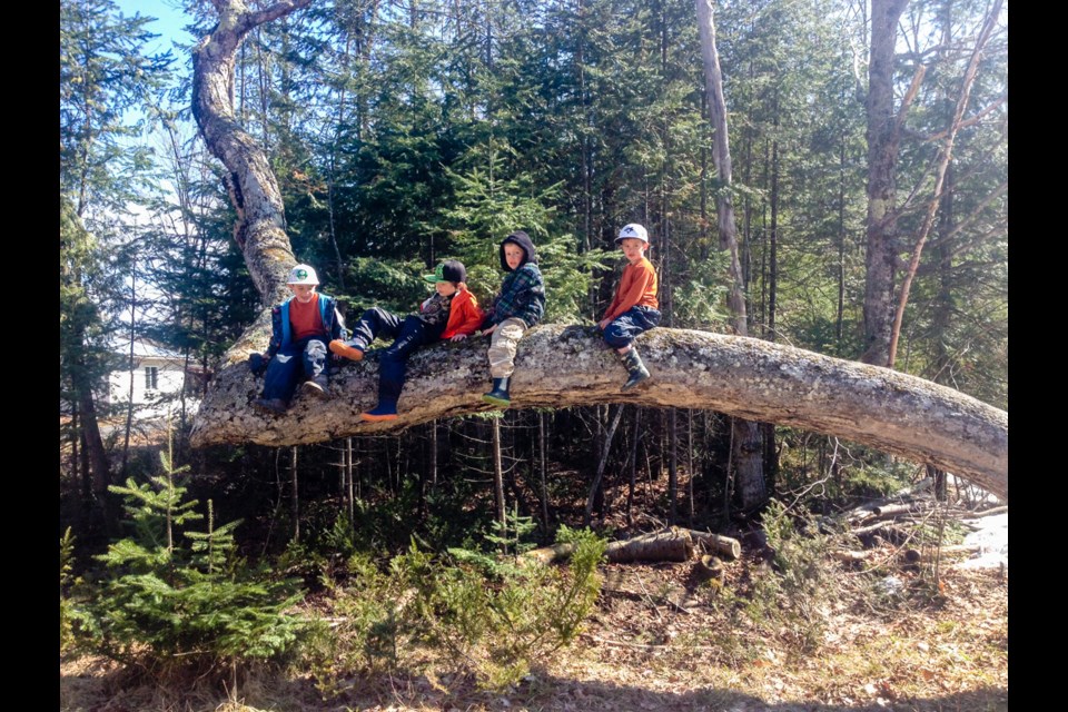 The Grant Road (Goulais River) iconic crooked tree. Photo supplied by Cathi Baber