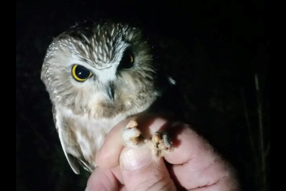 The Northern Saw-whet Owl is one of the most diminutives of the boreal owls.