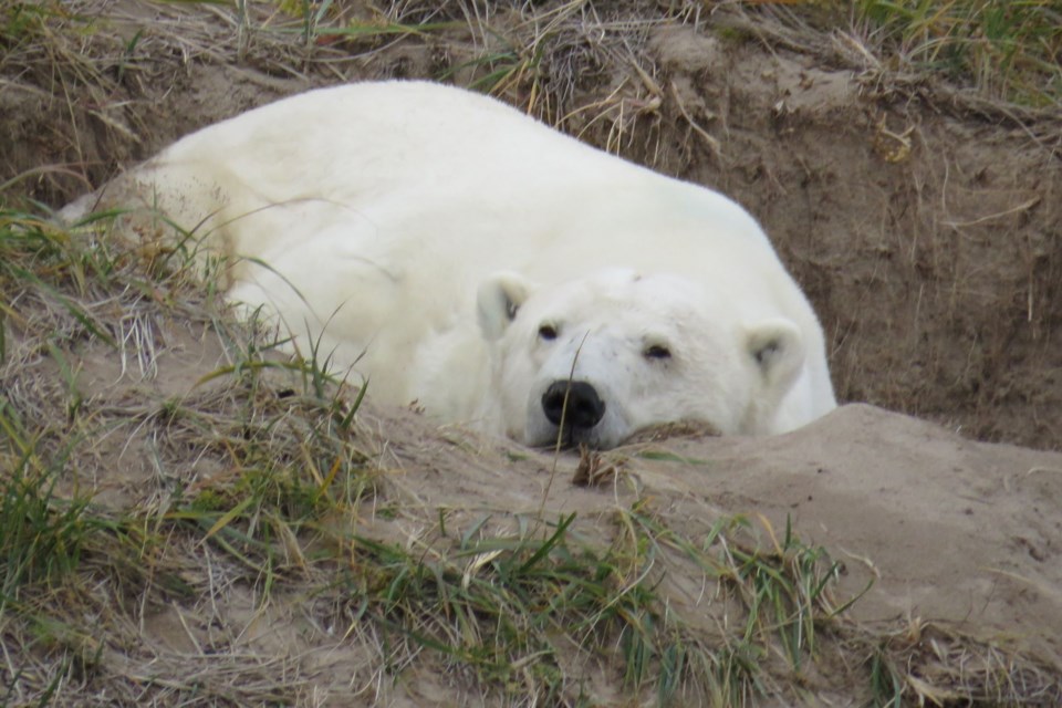 At this time of the year, there are many bears on the coast waiting for freeze up.