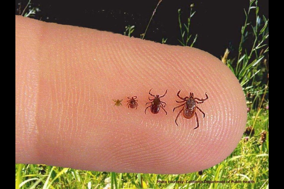 This shot looks at the four stages of growth for the blacklegged tick the finger shows the scale size.