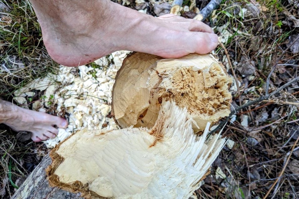 Your feet will become your eyes; when walking trails you will come across many signs of nature like this recent beaver chew.