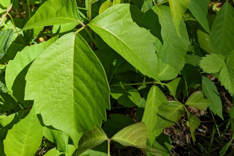 One of the things you may wish to do is make sure you can ID poison ivy, the three leaves can be misleading. This is poison ivy.