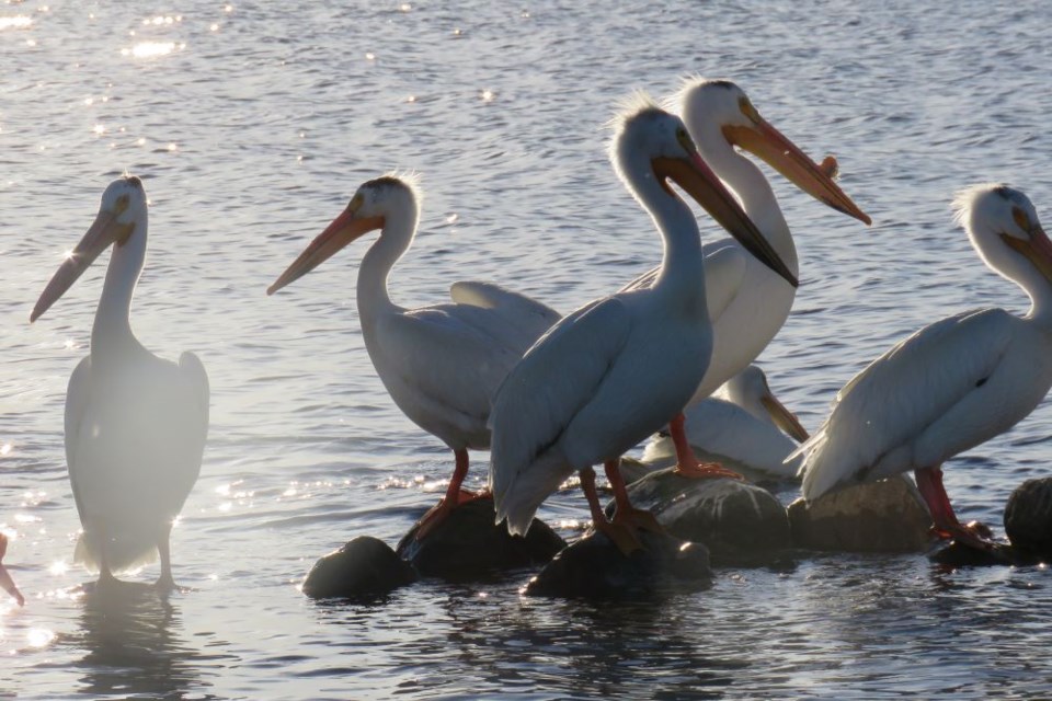 The American pelican met us at the Angle Outpost Lodge dock en route to the western extremity.