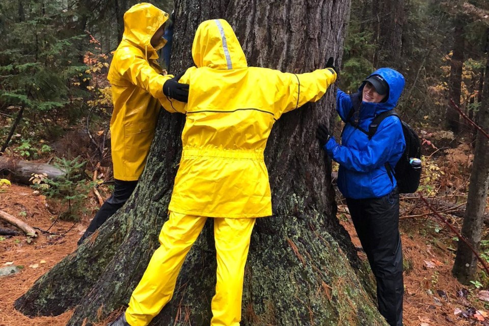 One of the largest white pine trees in the province is found at Marten River Provincial Park, give it a hug.