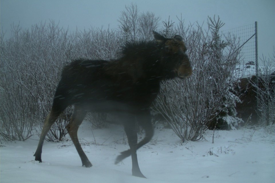 A night camera shot of a large moose in the winter.