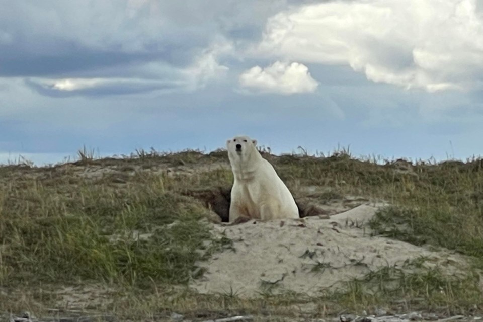 We are in polar bear country and a spotting would be wonderful;  this one was east of Fort Severn. 