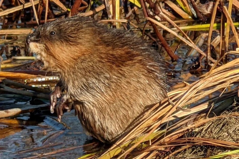 Wildlife is enjoying this late fall weather like this muskrat on the Amable du Fond River.