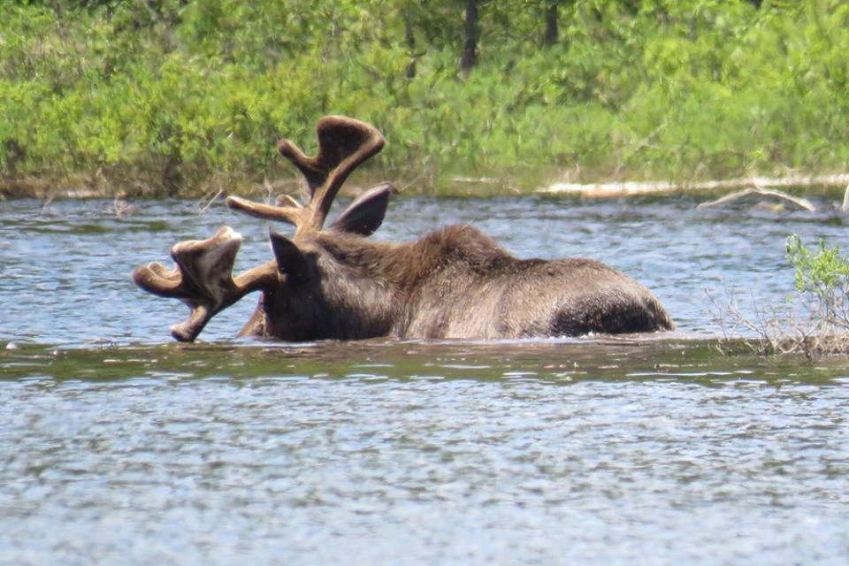 When you are in true roadless wilderness area wildlife sightings increase. 