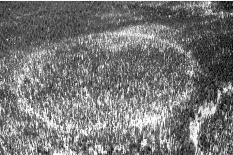 his early winter aerial shot of a forest ring shows its circular appearance. 