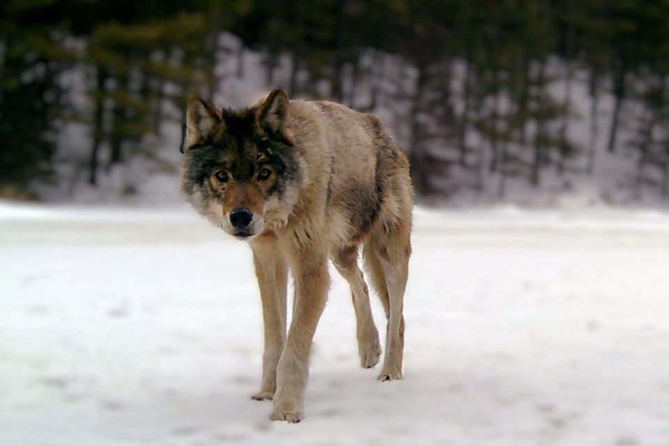 Taken two weeks back, this gray wolf is front and centre of the camera - the piercing stare.