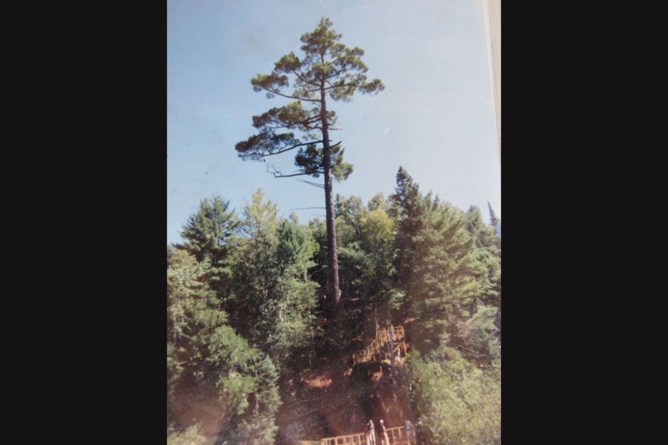 This is what the giant Kirkwood pine looked like from a distance.