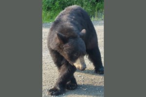 BACK ROADS BILL: Can you survive a black bear attack? Experts weigh in