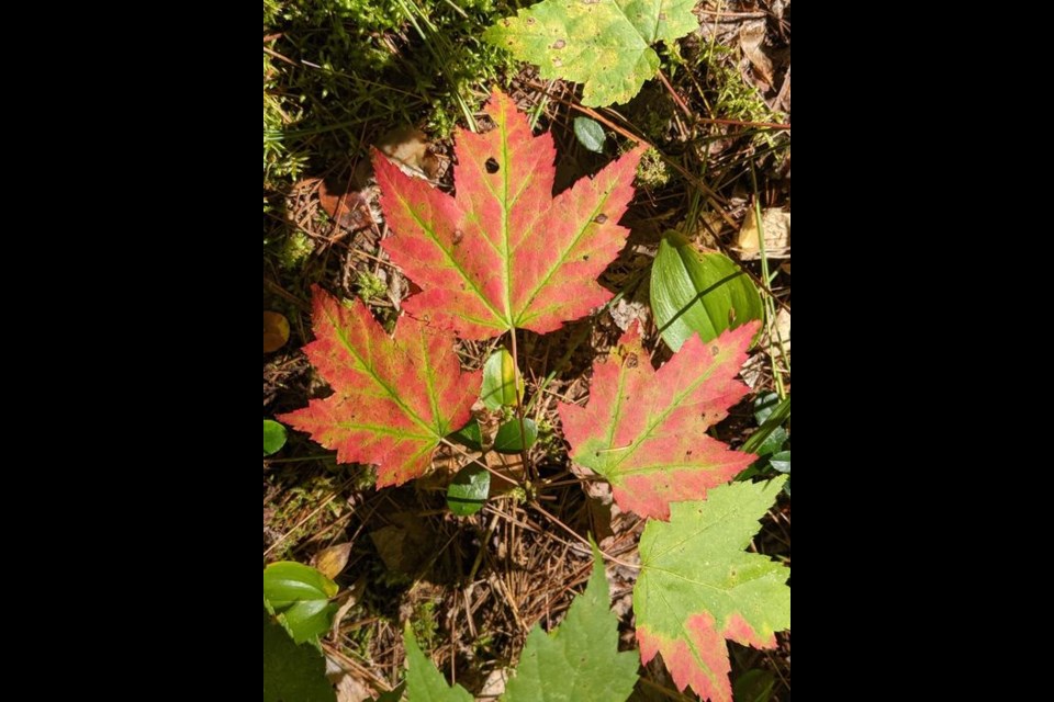 The why and where of autumn leaves' cavalcade of colour (10 photos